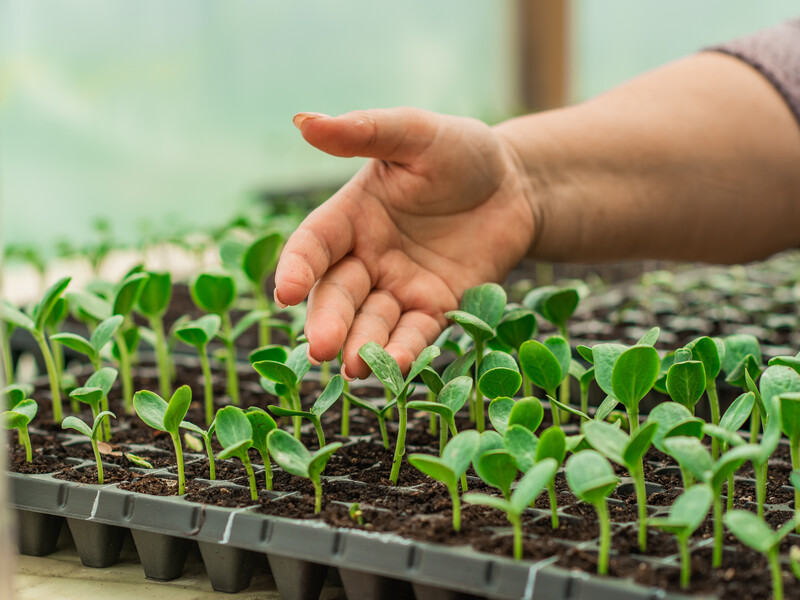 Зробите це з огірками – і з'явиться коренева гниль. Яких помилок під час висаджування розсади треба уникати