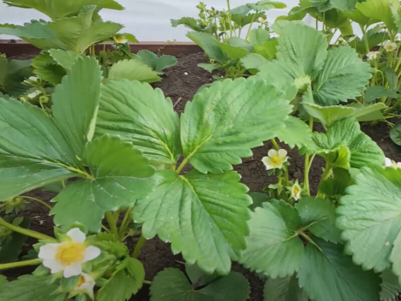 Підживіть цим у травні полуницю – і зберете щедрий урожай великих і солодких ягід