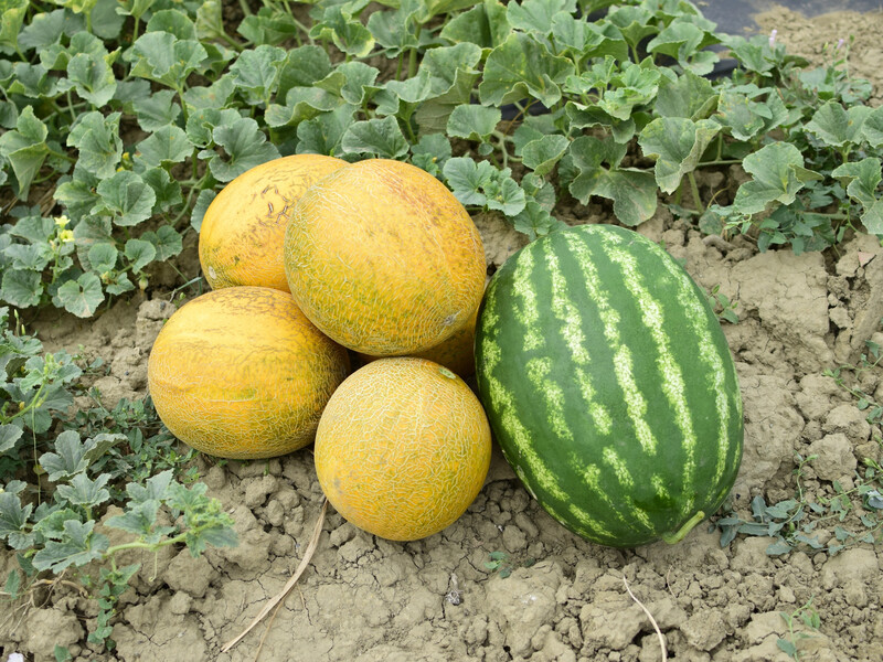 Посійте дині й кавуни саме в ці травневі дні – і зберете щедрий урожай. Календар посіву Посійте дині й кавуни саме в ці травневі дні – і зберете щедрий урожай. Календар посіву