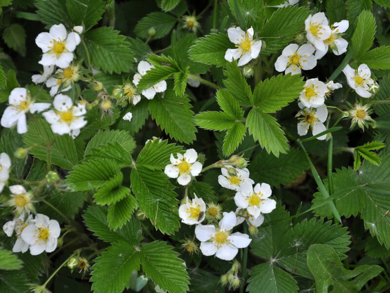 У жодному разі не підживлюйте полуницю під час цвітіння цим. Названо добрива, від яких треба відмовитися