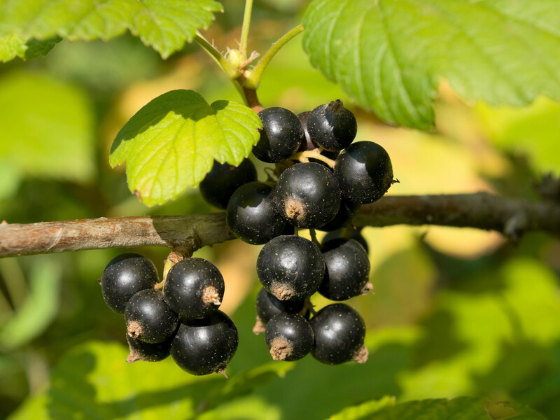Це підживлення подвоїть урожай ягід. Рецепт натурального добрива для інтенсивного росту смородини