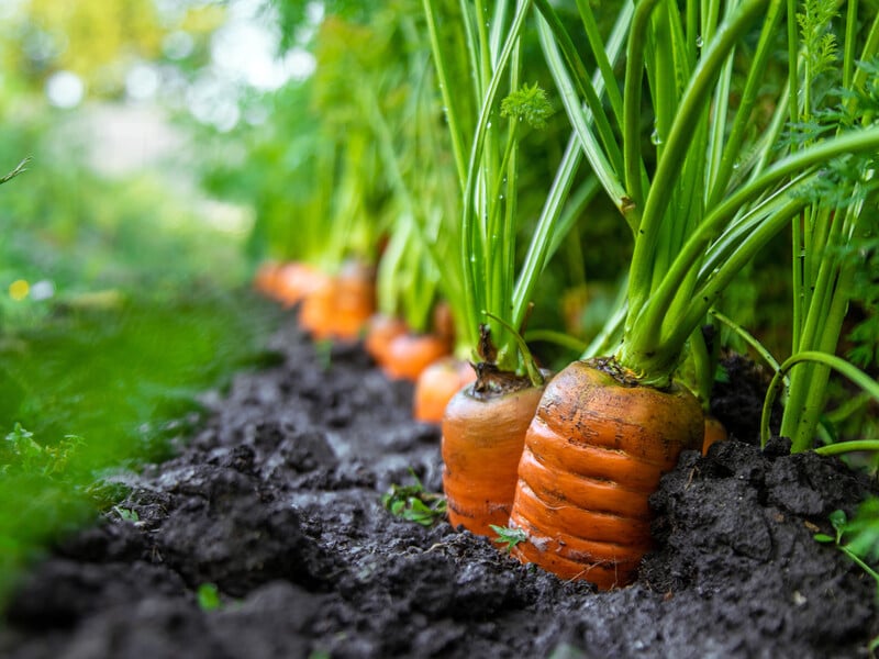 Навіть свіже насіння може не прорости. П'ять причин, чому морква не сходить