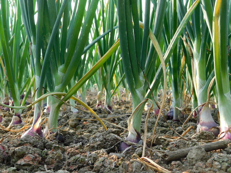 Поливайте овочі саме так – і отримаєте гарний урожай. Важливі поради від городника