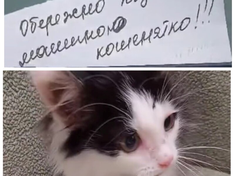 "Заліз під мотор". Волонтерка вісім годин чекала біля автомобіля, щоб урятувати кошеня, яке викинули на вулицю "Заліз під мотор". Волонтерка вісім годин чекала біля автомобіля, щоб урятувати кошеня, яке викинули на вулицю