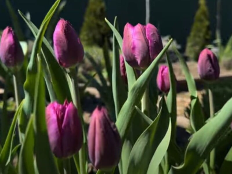 Ножиці не потрібні. Квітникарка розповіла, як правильно видалити головки тюльпанів після цвітіння