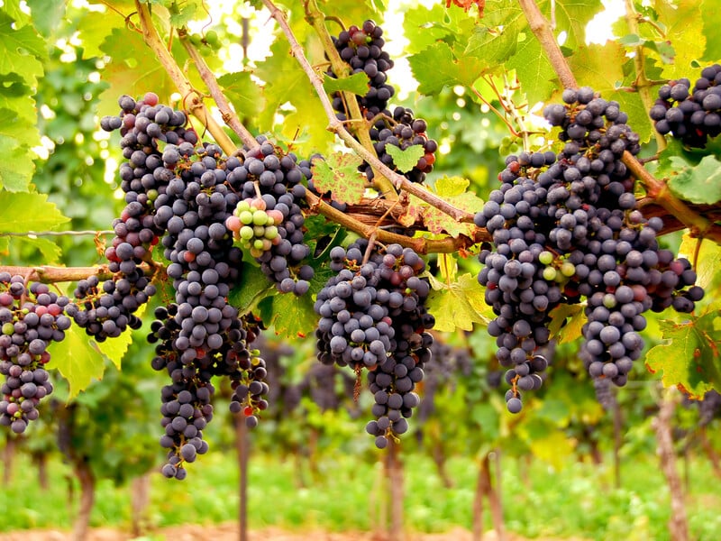 Ця схема догляду за виноградом забезпечить урожай солодких ягід