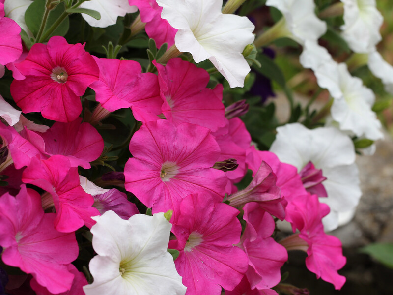 Спробуйте прищипнути петунію правильно – і вона здивує вас яскравим цвітінням у формі кулі