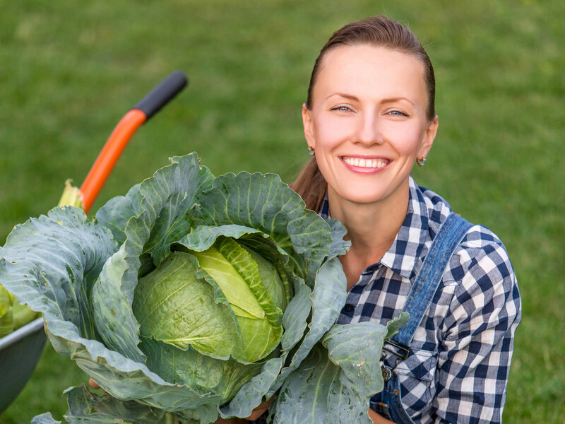 Правильно посійте капусту, щоб вона виросла великою й міцною