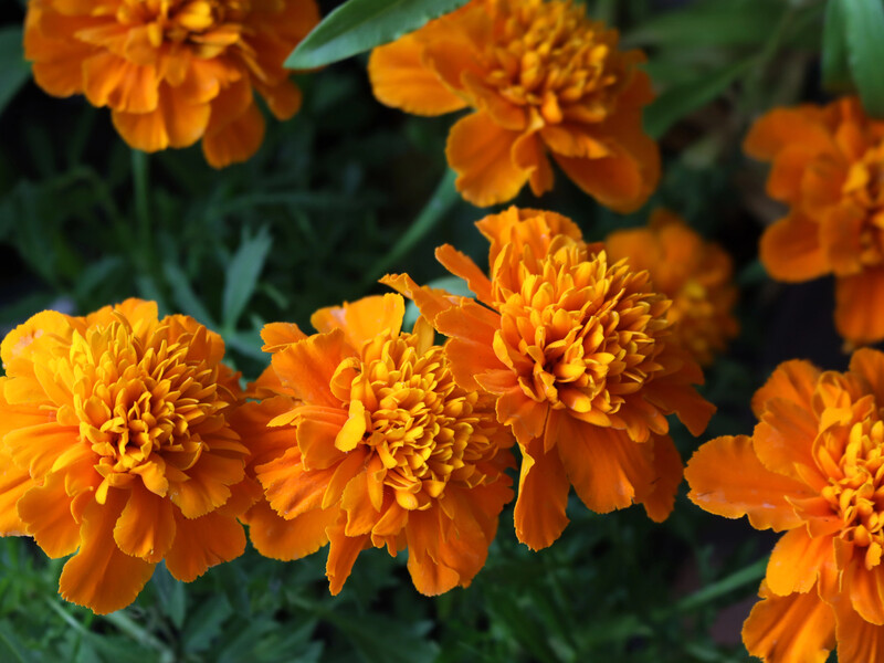 Посадіть чорнобривці в цих місцях, щоб позбутися попелиці, білокрилки, трипсів