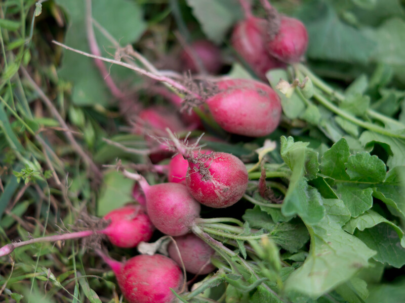 "На вашому столі завжди буде свіжа, хрустка й соковита редиска". Як не зіпсувати врожаю