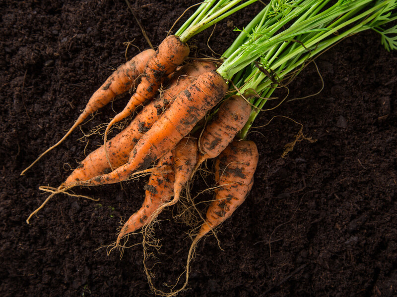 Якщо будете робити це – морква виросте кривою. Названо головні причини Якщо будете робити це – морква виросте кривою. Названо головні причини