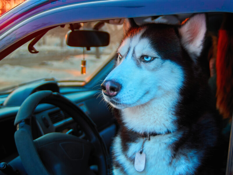 Зробіть це – і ваш собака більше не буде переслідувати машини. П'ять дієвих порад