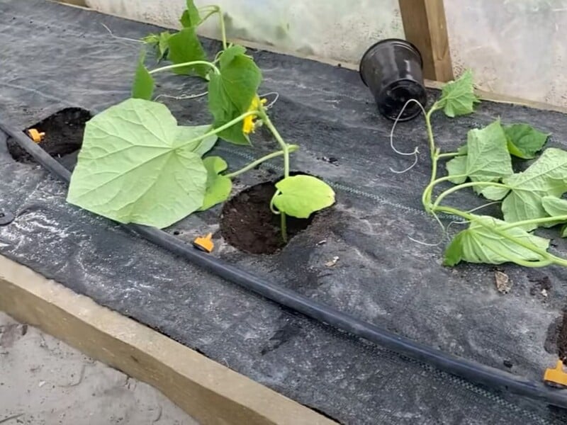 Додайте це в кожну лунку – й огірки будуть щедро плодоносити без упину весь сезон