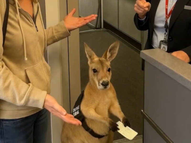 Чому кенгуру із квитком не пустили в літак і що не так із вірусним відео на 1 млн переглядів