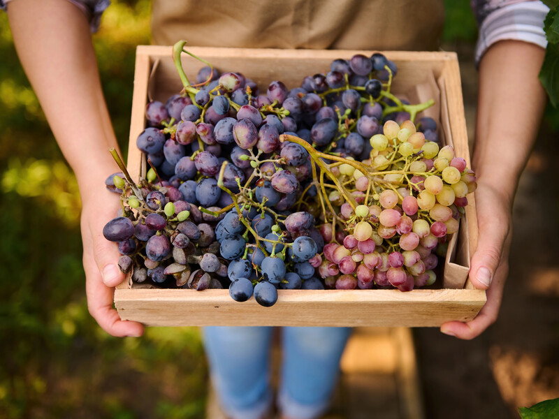 Не труїть себе хімікатами. Як перейти на нешкідливі оброблення саду