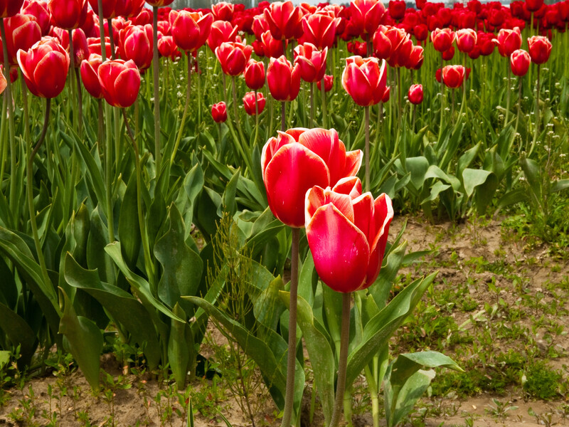 Це допоможе зберегти цибулини до наступного сезону. Як правильно доглядати за тюльпанами Це допоможе зберегти цибулини до наступного сезону. Як правильно доглядати за тюльпанами