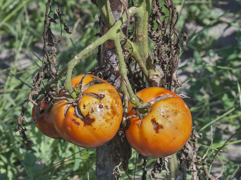 "З бабусиного блокнота". Названо ефективні народні засоби без хімії проти фітофтори помідорів