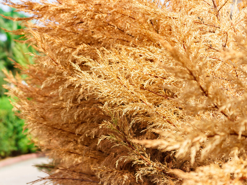 Чому всихає одна чи кілька туй у ряду? Садівники назвали шість причин