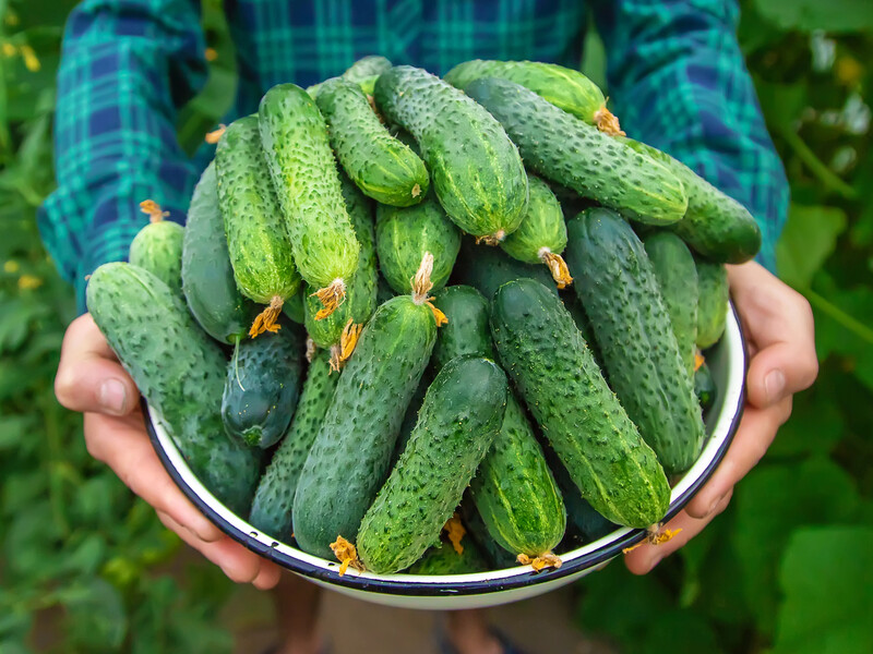 Посадіть огірки цих сортів, щоб отримати рекордний урожай. Названо три сорти, які не бояться холоду Посадіть огірки цих сортів, щоб отримати рекордний урожай. Названо три сорти, які не бояться холоду