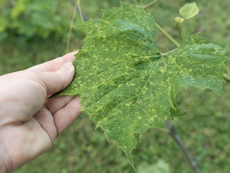 Обробіть цим виноград навесні – і влітку на ньому не буде ні оїдіуму, ні мілдью. Рецепт бакової суміші Обробіть цим виноград навесні – і влітку на ньому не буде ні оїдіуму, ні мілдью. Рецепт бакової суміші