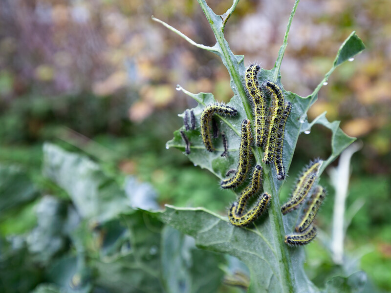 Не тягніть з обробленням, інакше залишитеся без капусти. Названо перевірений препарат від капустяної молі