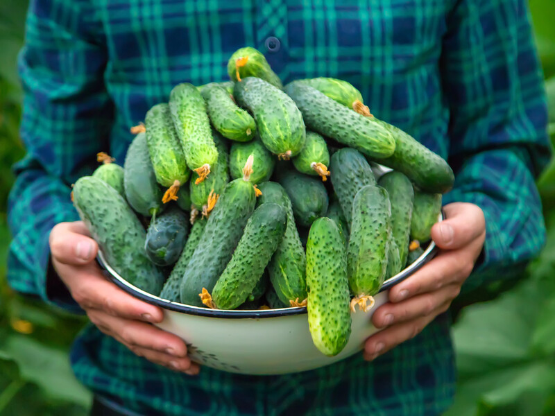 Хочете пишне цвітіння на огірках, багато зав'язі й міцні плоди? Три рецепти дріжджового підживлення