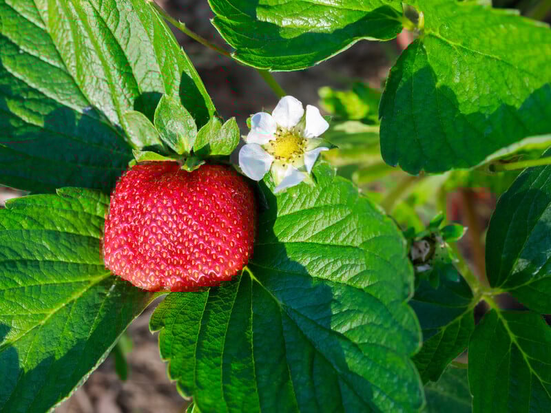Городниця назвала ефективне добриво для підживлення полуниці в період цвітіння