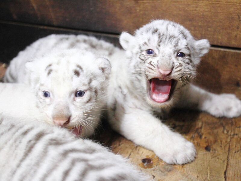 В Україні мати-тигриця кинула своїх тигренят, але їх усиновила собака. Відео