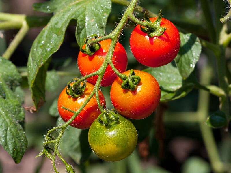Завдяки цій хитрості врожай томатів зросте вдвічі: головне – встигнути до цієї дати