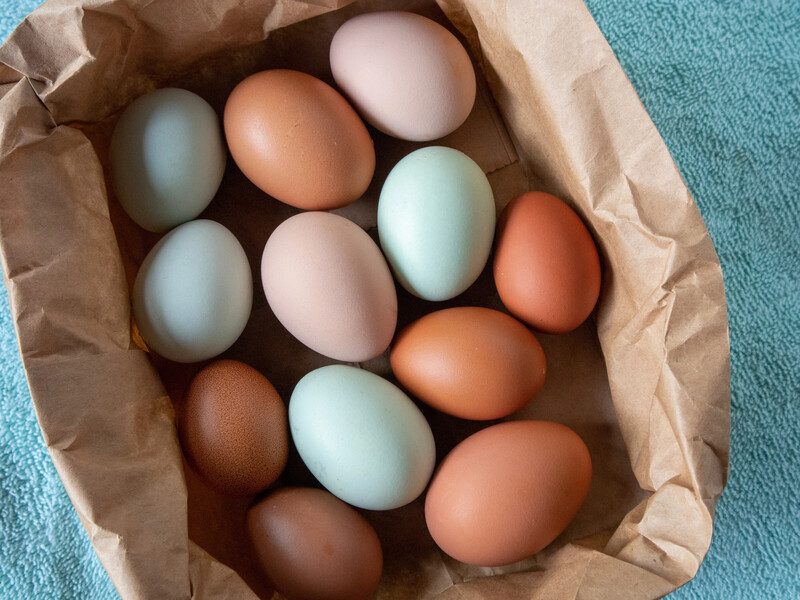 Як отримати кошик блакитних, рожевих і коричневих яєць. Породи курей, які несуть незвичні яйця
