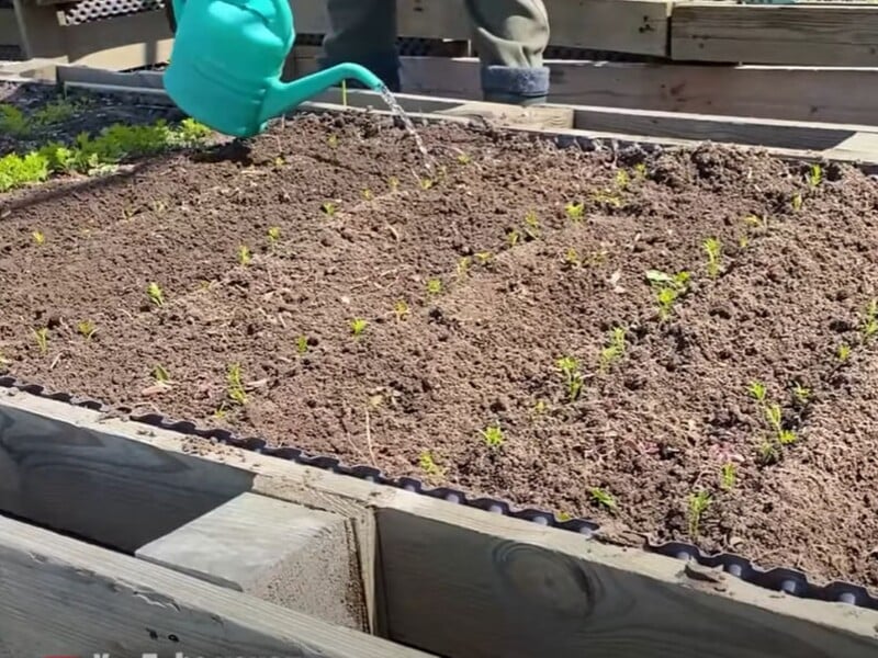 Посадіть моркву саме так – і зберете щедрий урожай великих плодів без проріджування