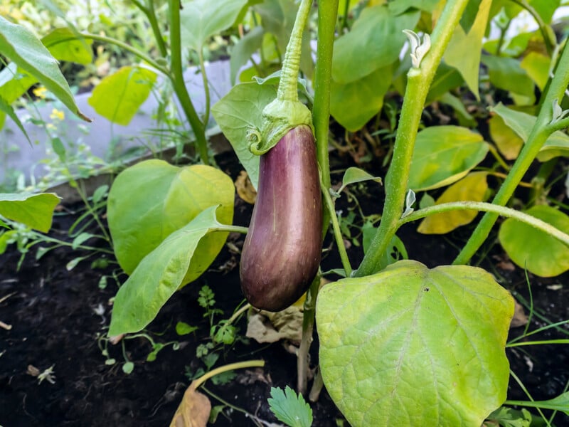 Не саджайте баклажани на цьому місці – врожаю не дочекаєтеся. Городники розкрили головний секрет