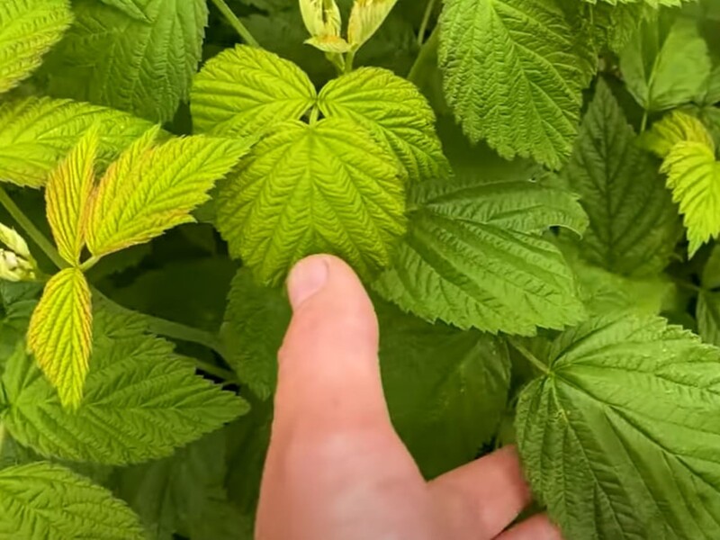 Досвідчені садівники ніколи не пропускають цього оброблення малини на початку літа, щоб зібрати щедрий урожай Досвідчені садівники ніколи не пропускають цього оброблення малини на початку літа, щоб зібрати щедрий урожай