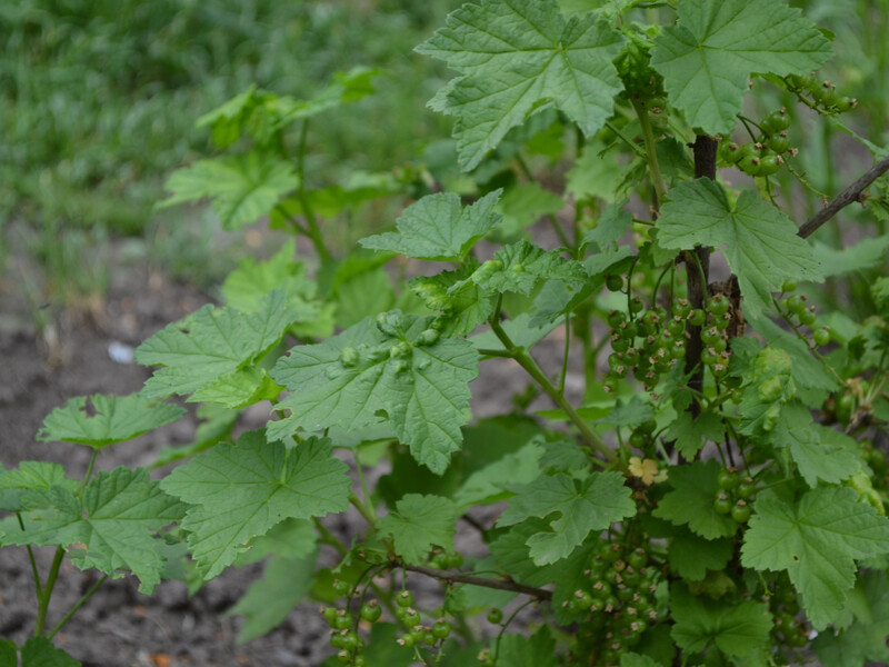 Змішайте це у воді – і зберете щедрий урожай ягід. Рецепт розчину для захисту від борошнистої роси й антракнозу