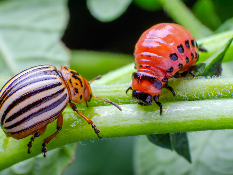Городниця назвала ефективний інсектицид для захисту картоплі від колорадського жука