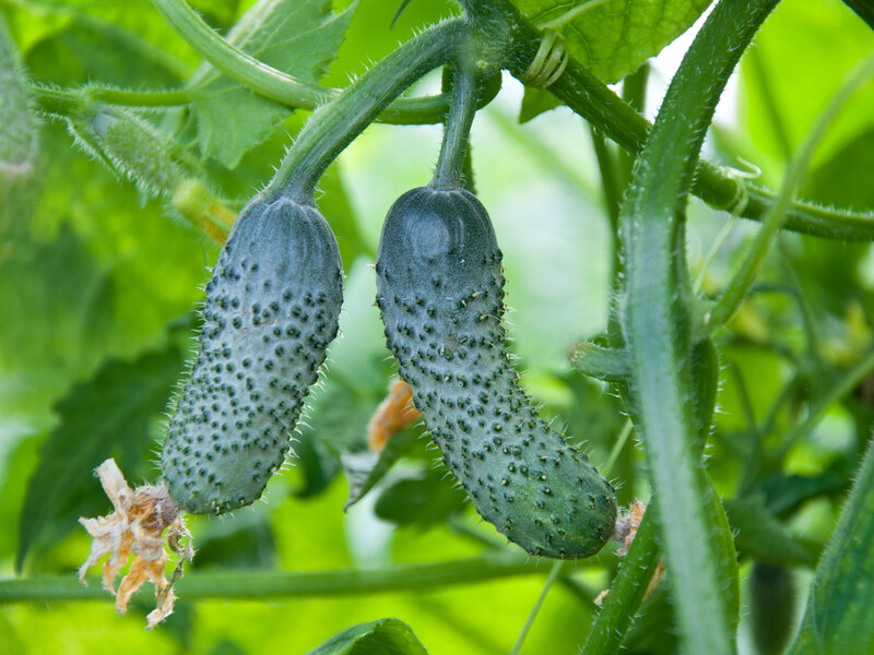 Обробіть листя цим підживленням без хімії – і огірки активно формуватимуть нові зав'язі