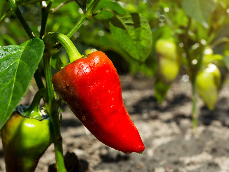 Додайте це в кожну лунку під час висаджування перцю – і врожай виросте великим і соковитим