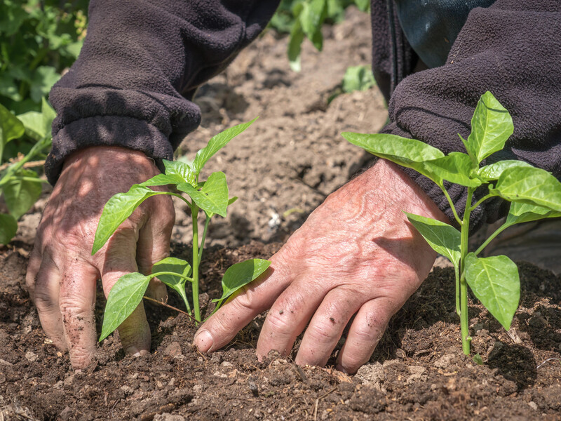 Поливайте цим перець що два тижні – і він виросте соковитим і великим. Рецепт підживлення без хімії