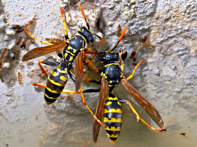 Ці прості способи допоможуть прогнати ос із подвір'я. Лайфхаки