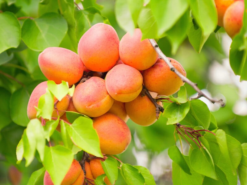 Ось чому абрикоси не дають плодів. Названо головні помилки в догляді Ось чому абрикоси не дають плодів. Названо головні помилки в догляді