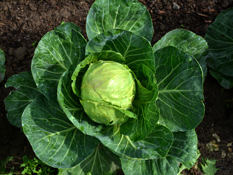 Якщо зробите це, голівки капусти не потріскаються. Поради городників