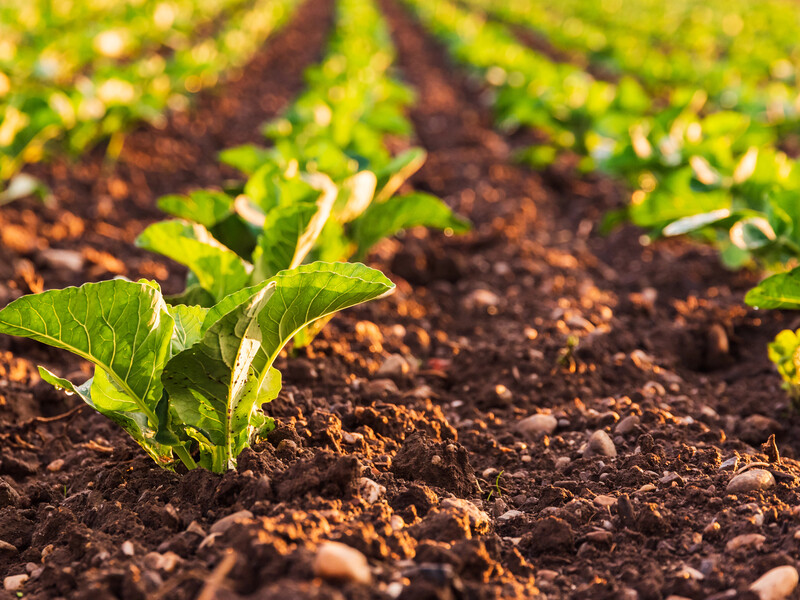 Зробіть це з насінням капусти перед сіянням – і отримаєте великий урожай. Секрети городників