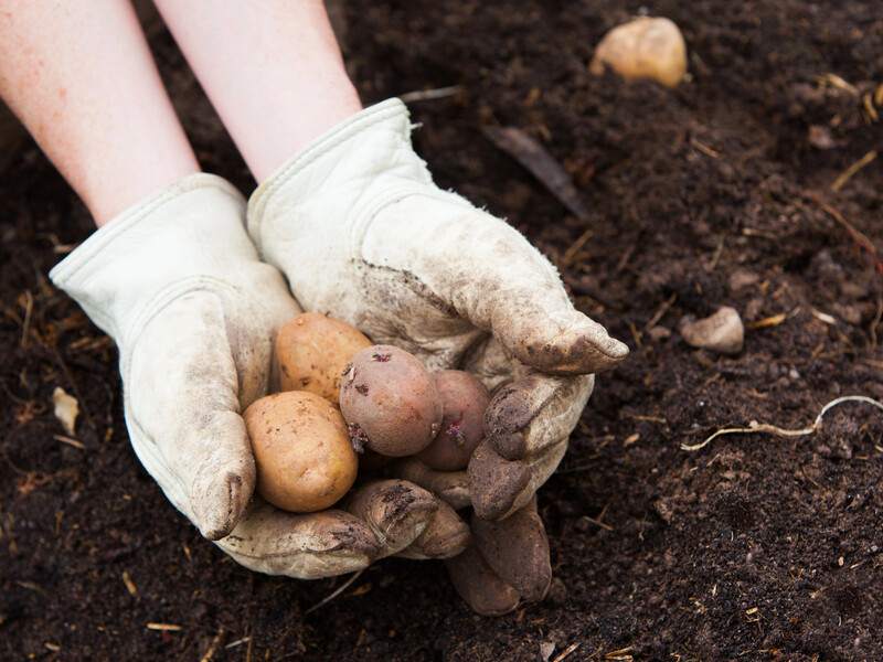 Зробіть це з мерзлою картоплею, щоб врятувати врожай. Поради городників