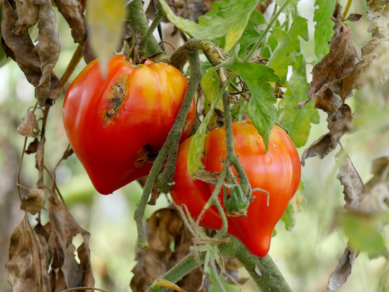 Фітофтора знищує томати за кілька днів – зробіть це у червні, щоб хвороба не з'явилася
