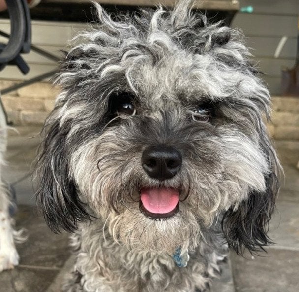 Жінка відвела пса до грумера — результат вразив усіх (фото)