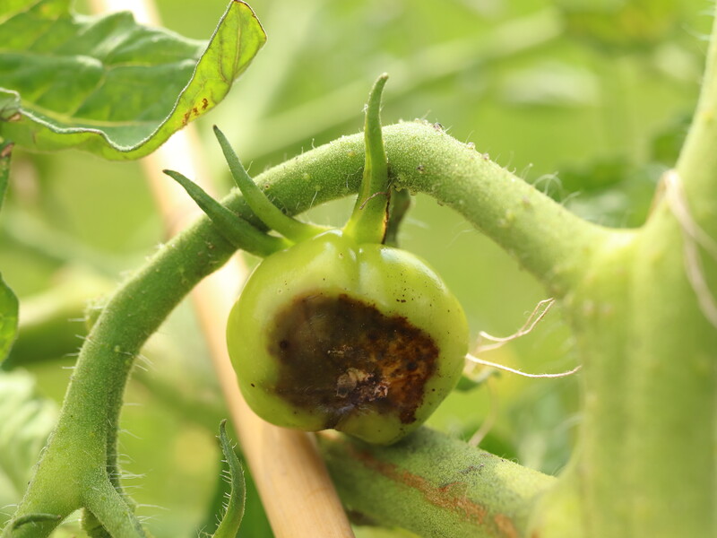 Це просте оброблення в сезон дощів урятує томати від фітофторозу