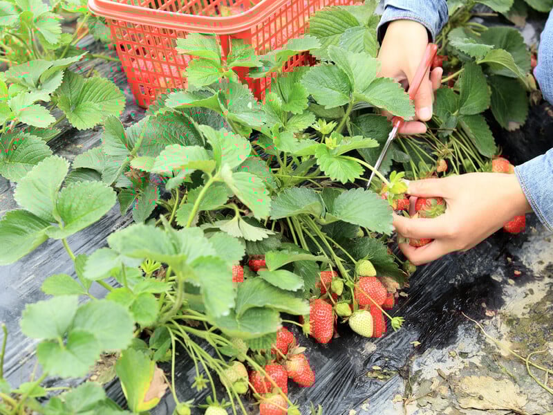 Полийте цим полуницю наприкінці травня – і вона буде неймовірно солодкою Полийте цим полуницю наприкінці травня – і вона буде неймовірно солодкою