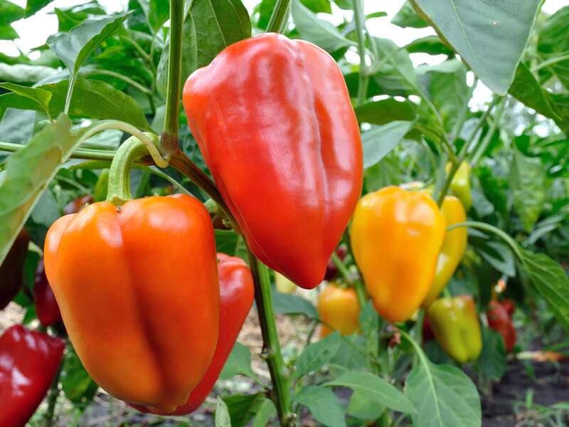 Настоюйте це три дні в банці – і перець активно піде в ріст. Рецепт натурального підживлення Настоюйте це три дні в банці – і перець активно піде в ріст. Рецепт натурального підживлення