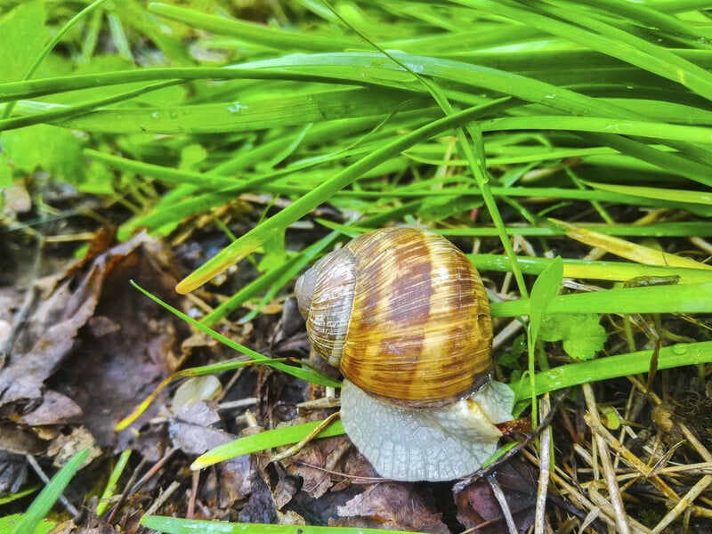 Проваріть це 10 хвилин – і равлики перестануть атакувати грядки. Рецепт перевіреного настою без хімії