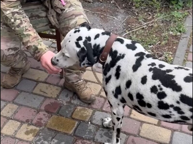 Христов показав евакуацію з Покровська далматинця, господаря якого вбили російські окупанти